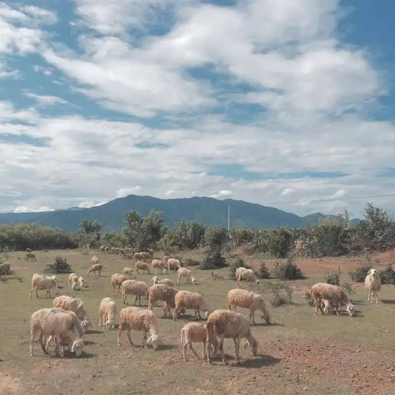 Trải nghiệm một mình khám phá Ninh Thuận 14 wanderlust-tips-trai-nghiem-mot-minh-kham-pha-ninh-thuan-6