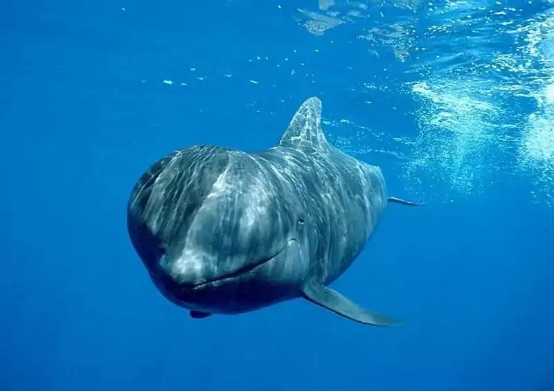 wanderlust-tips-truyen-thong-san-ca-voi-hoa-tieu-o-dan-mach-gay-phan-no-du-luan-10