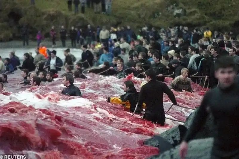 wanderlust-tips-truyen-thong-san-ca-voi-hoa-tieu-o-dan-mach-gay-phan-no-du-luan-5