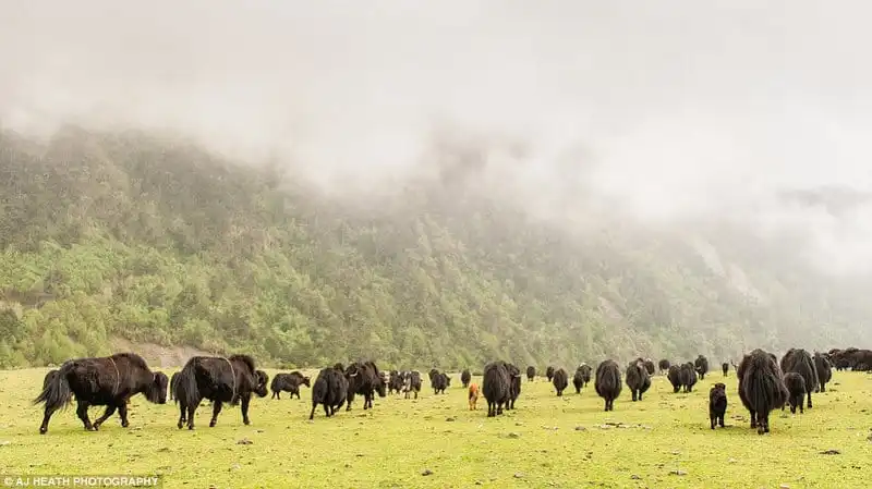 wanderlust_Brokpa-bo-lac-du-muc-o-Bhutan 21