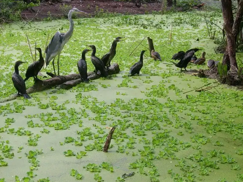 wanderlust_Du-lich-ve-que-huong-cong-tu-bac-lieu 2