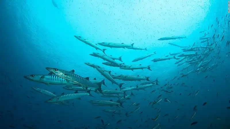 Mê hoặc vẻ đẹp rạn san hô dưới lòng biển Raja Ampat 5 wanderlust_Me-hoac-ve-dep-ran-san-ho-Raja-ampat 1