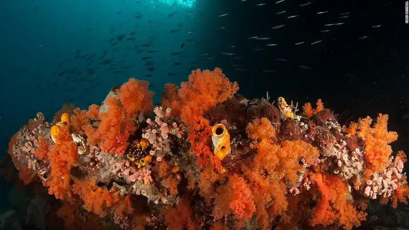 Mê hoặc vẻ đẹp rạn san hô dưới lòng biển Raja Ampat 14 wanderlust_Me-hoac-ve-dep-ran-san-ho-Raja-ampat 10
