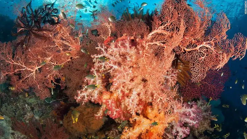Mê hoặc vẻ đẹp rạn san hô dưới lòng biển Raja Ampat 6 wanderlust_Me-hoac-ve-dep-ran-san-ho-Raja-ampat 2