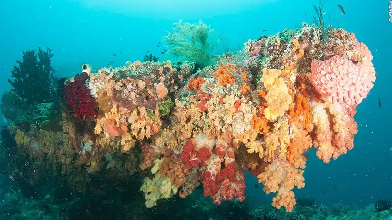 Mê hoặc vẻ đẹp rạn san hô dưới lòng biển Raja Ampat 7 wanderlust_Me-hoac-ve-dep-ran-san-ho-Raja-ampat 3