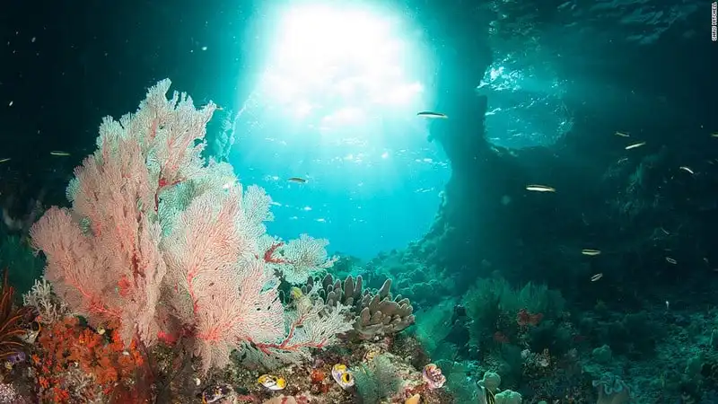 Mê hoặc vẻ đẹp rạn san hô dưới lòng biển Raja Ampat 8 wanderlust_Me-hoac-ve-dep-ran-san-ho-Raja-ampat 4