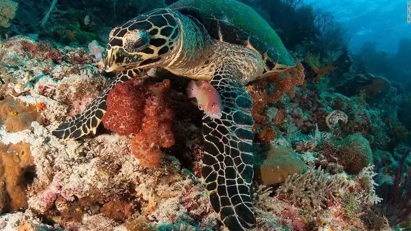 Mê hoặc vẻ đẹp rạn san hô dưới lòng biển Raja Ampat 10 wanderlust_Me-hoac-ve-dep-ran-san-ho-Raja-ampat 6