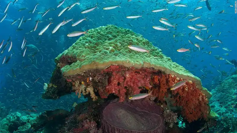 Mê hoặc vẻ đẹp rạn san hô dưới lòng biển Raja Ampat 11 wanderlust_Me-hoac-ve-dep-ran-san-ho-Raja-ampat 7