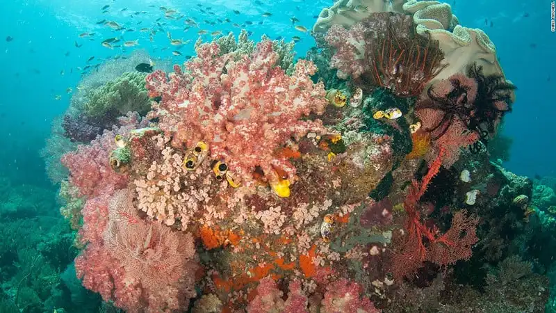 Mê hoặc vẻ đẹp rạn san hô dưới lòng biển Raja Ampat 12 wanderlust_Me-hoac-ve-dep-ran-san-ho-Raja-ampat 8