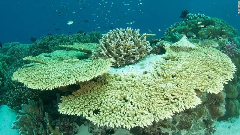 Mê hoặc vẻ đẹp rạn san hô dưới lòng biển Raja Ampat 13 wanderlust_Me-hoac-ve-dep-ran-san-ho-Raja-ampat 9