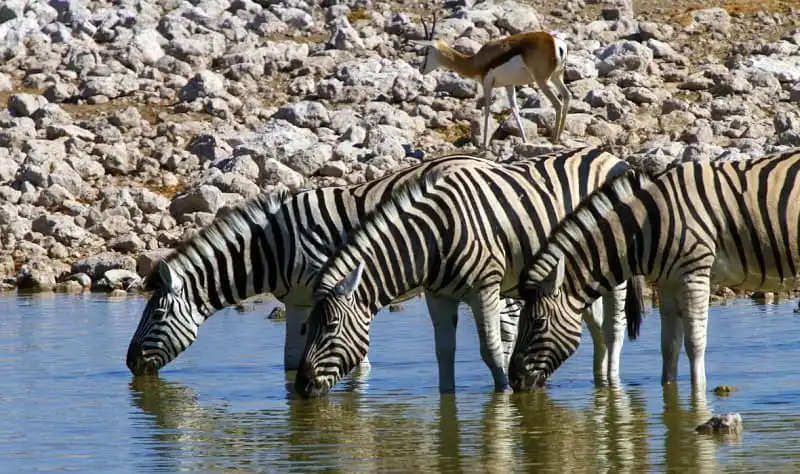 wanderlust_tips_10_cong_vien_quoc_gia_chau_phi_7