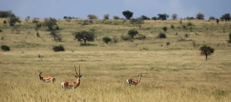 wanderlust_tips_10_cong_vien_quoc_gia_chau_phi_9