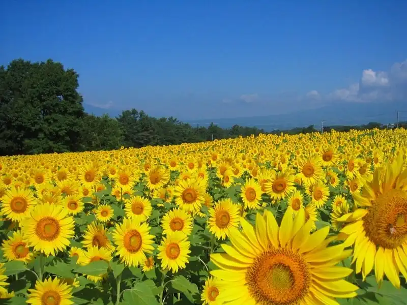 wanderlust_tips_16_ly_do_den_Nhat_14