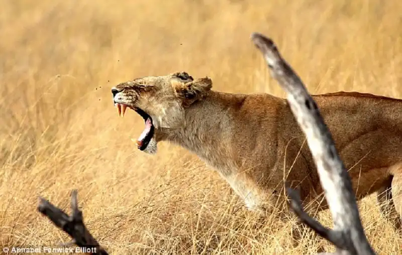 wanderlust_tips_bi-kip-phong-ve-khi-doi-mat-voi-thu-du-phan-1