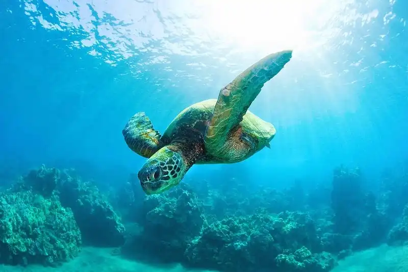 8 lý do nên đến El Nido ngay trong hè này 7 wanderlust_tips_el_nido_diem_den_he_4