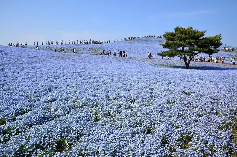 Cung đường mới độc đáo nối liền hai tỉnh Ibaraki và Tochigi của Nhật Bản 8 wanderlust_tips_kham_pha_cung_duong_moi_nhat_4