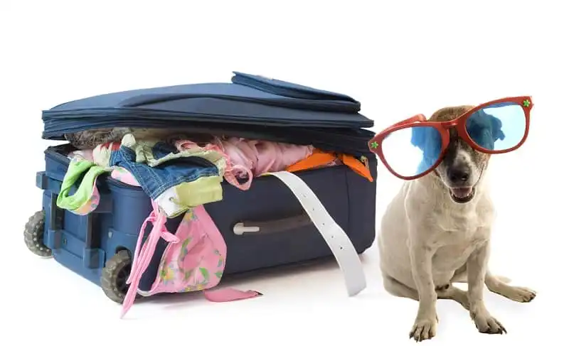 wanderlust_tips_kinh_nghiem_du_lich_thu_cung_1