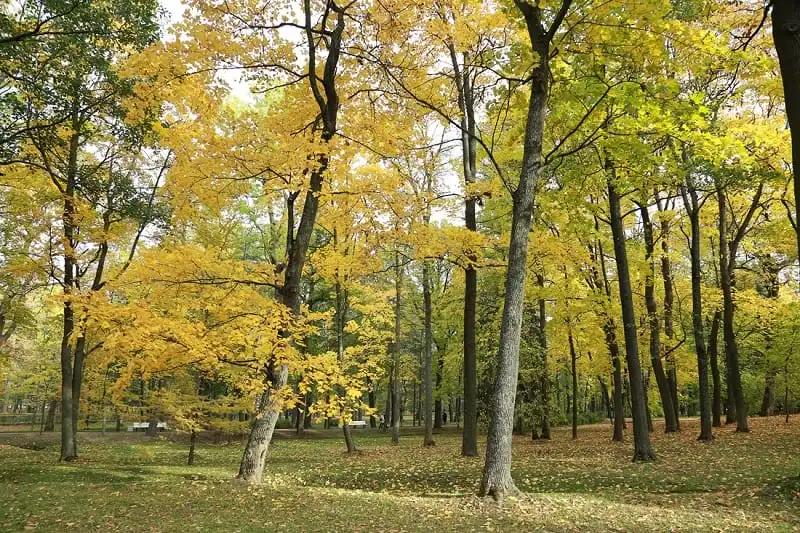 Say đắm mùa thu vàng nước Nga 7 wanderlust_tips_mua_thu_vang_xu_bach_duong_5