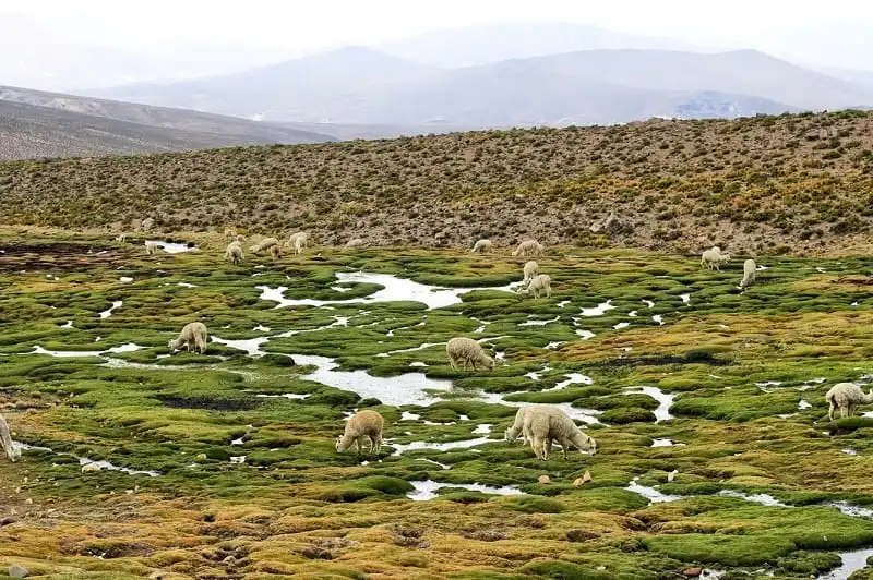 wanderlust_tips_nhung_ly_do_nen_den_peru_3