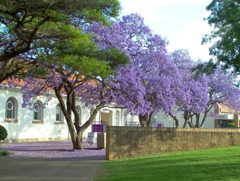 Thiên đường phượng tím giữa lòng Nam Phi 6 wanderlust_tips_thien_duong_phuong_tim_2