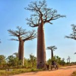 wanderlust tips nhung dieu ky dieu madagascar 2