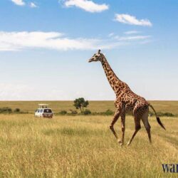 3wanderlust tips kenya ngoi nha the gioi hoang da 3