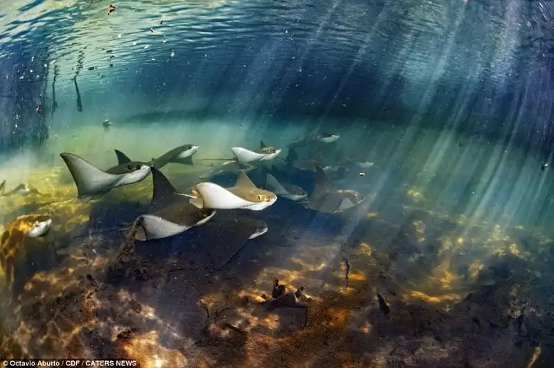 Cận cảnh thế giới sinh vật biển đẹp đến nghẹt thở ở quần đảo Galapagos 7 Wanderlust_tips_Can-canh-sinh-vat-bien-Galapagos-3