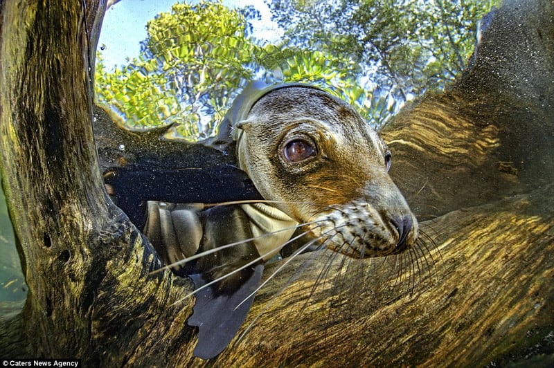 Wanderlust tips Can canh sinh vat bien Galapagos 6