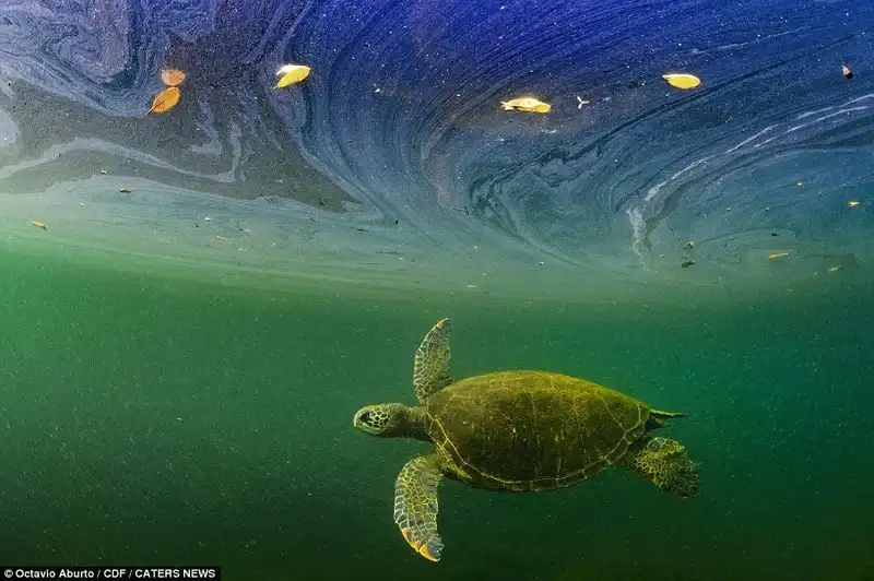 Cận cảnh thế giới sinh vật biển đẹp đến nghẹt thở ở quần đảo Galapagos 11 Wanderlust_tips_Can-canh-sinh-vat-bien-Galapagos-7