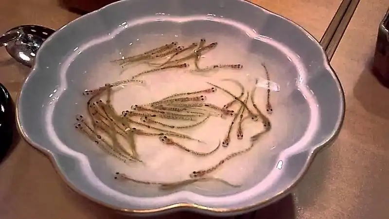 den-nhat-ban-thuong-thuc-Shirouo-no-Odorigui-mon-an-nhay-mua-trong-mieng-wanderlusttips3