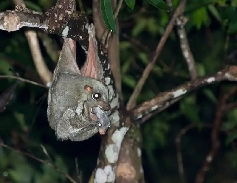 doc-nhat-vo-nhi-chuot-tui-kangaroo cua-viet-nam-wanderlusttips10