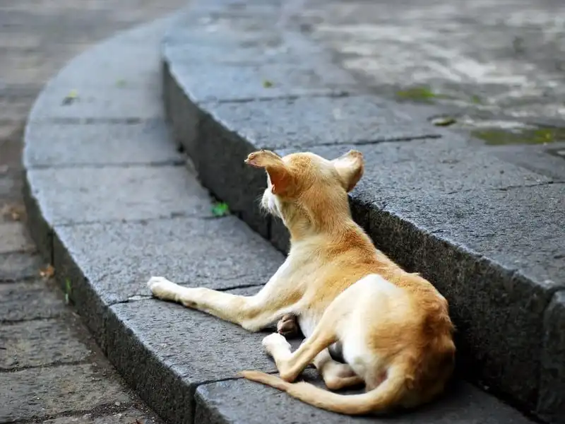 wanderlust-tips-8-su-thuc-du-khach-phai-doi-mat-khi-toi-an-do-4