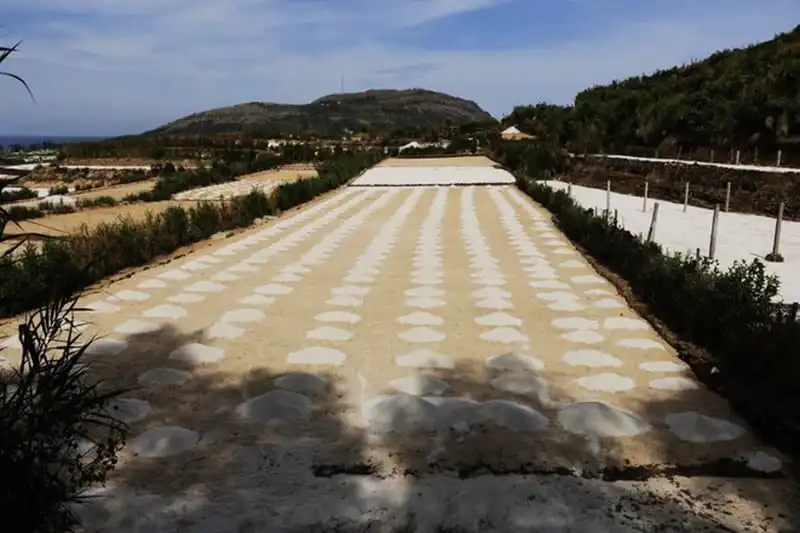 wanderlust-tips-ly-son-mua-thu-hoach-hanh-tim-7