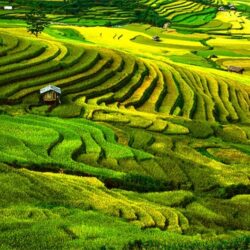 wanderlust tips thang 9 cho don mua vang mu cang chai 1