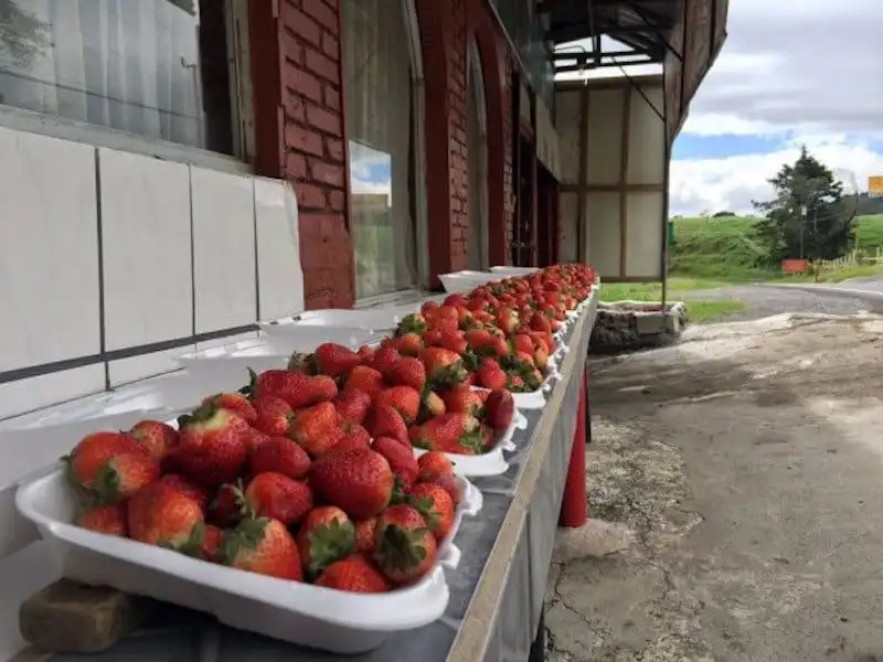 12 món ăn truyền thống nên thử ở Costa Rica 10 wanderlust_tips_13_mon_truyen_thong_costa_rica_6