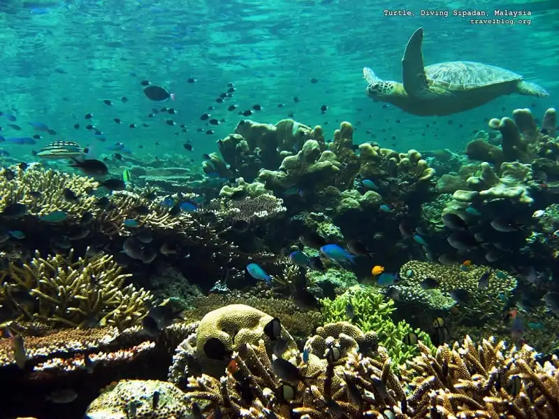 wanderlust_tips_7_trai_nghiem_borneo_1