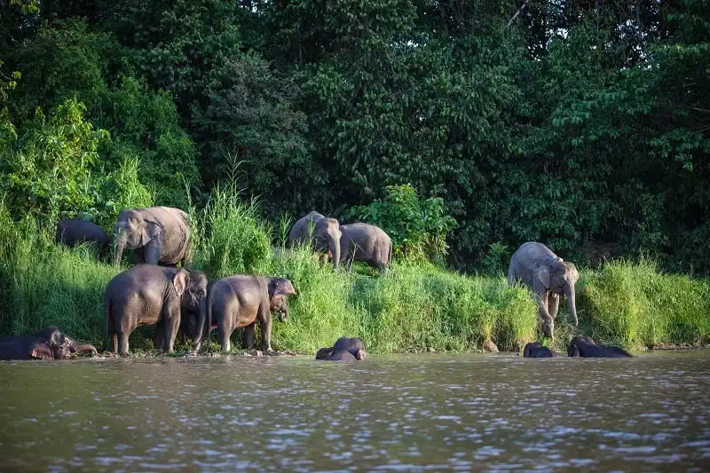 wanderlust_tips_7_trai_nghiem_borneo_3