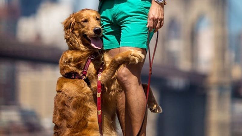 Du khách phát cuồng vì chú chó thích ôm người lạ trên đường phố New York