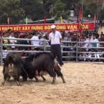 Độc đáo hội chọi dê Mù Cang Chải