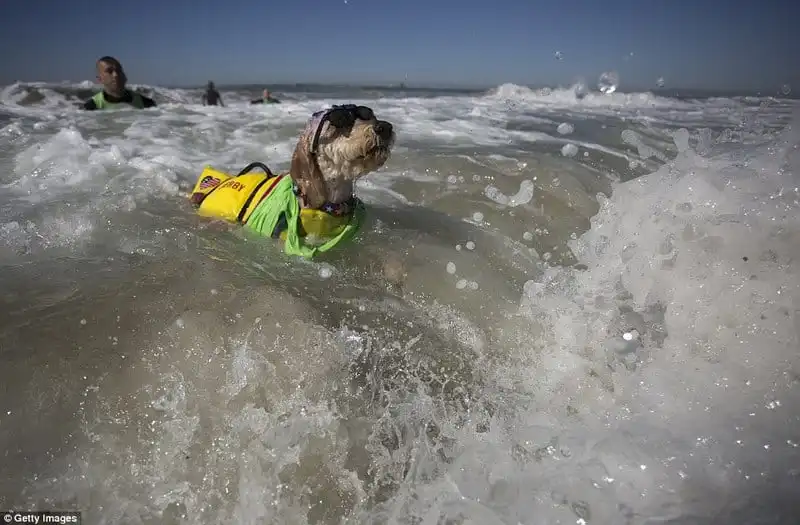 Wanderlust_tips_Ky-thu-cuoc-thi-luot-song-danh-cho-cho-10