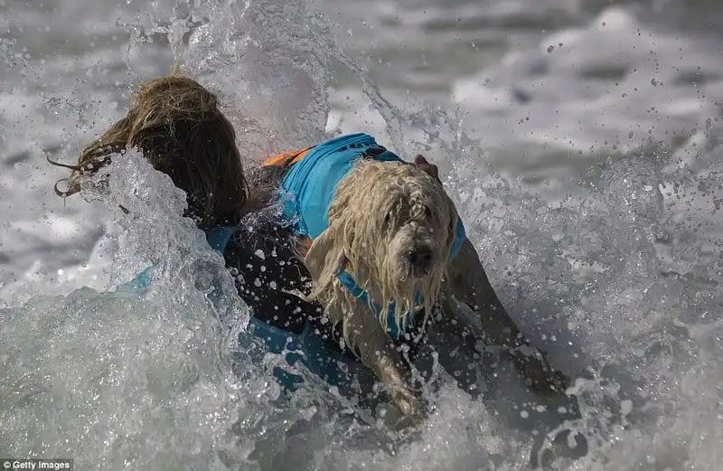 Wanderlust_tips_Ky-thu-cuoc-thi-luot-song-danh-cho-cho-11