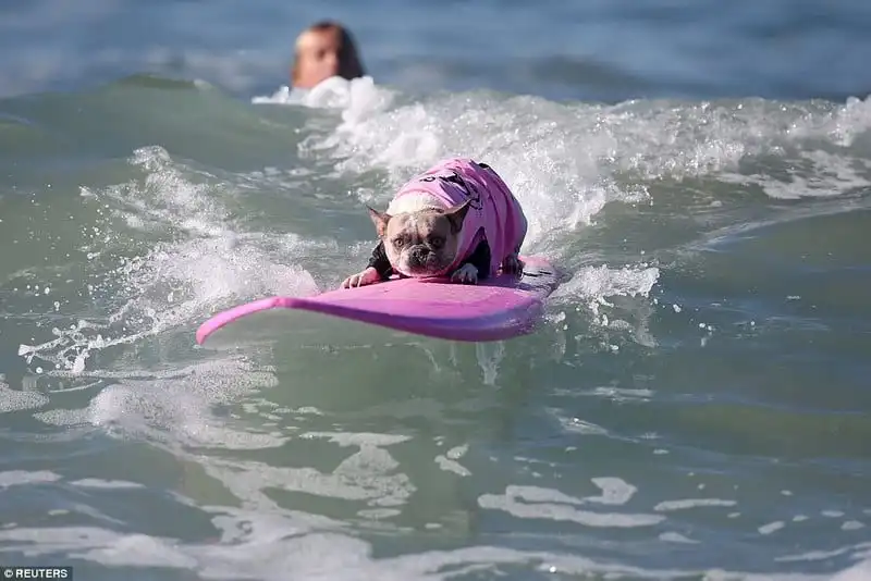 Wanderlust_tips_Ky-thu-cuoc-thi-luot-song-danh-cho-cho-18