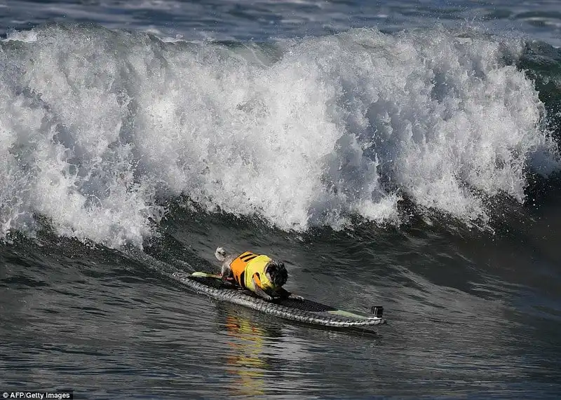 Wanderlust_tips_Ky-thu-cuoc-thi-luot-song-danh-cho-cho-19