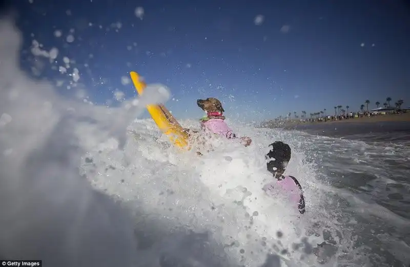 Wanderlust_tips_Ky-thu-cuoc-thi-luot-song-danh-cho-cho-20