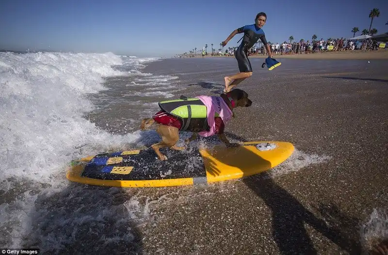 Wanderlust_tips_Ky-thu-cuoc-thi-luot-song-danh-cho-cho-21