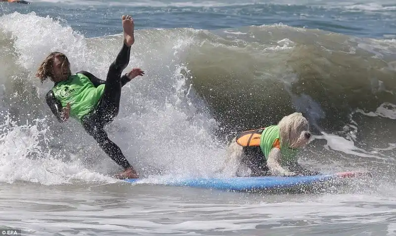 Wanderlust_tips_Ky-thu-cuoc-thi-luot-song-danh-cho-cho-29