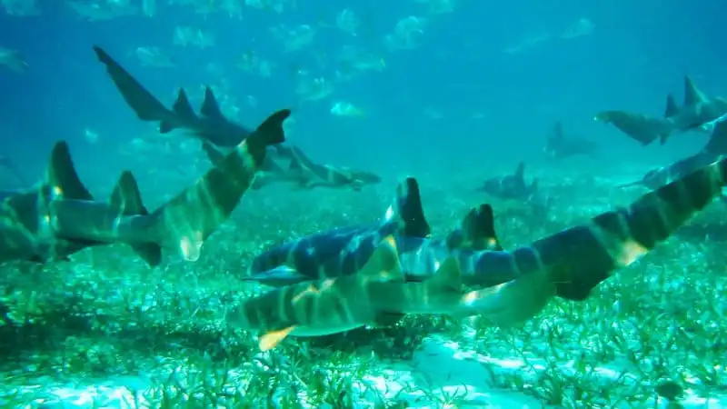 Wanderlust_tips_Nhung-diem-lan-bien-la-nhat-the-gioi-6