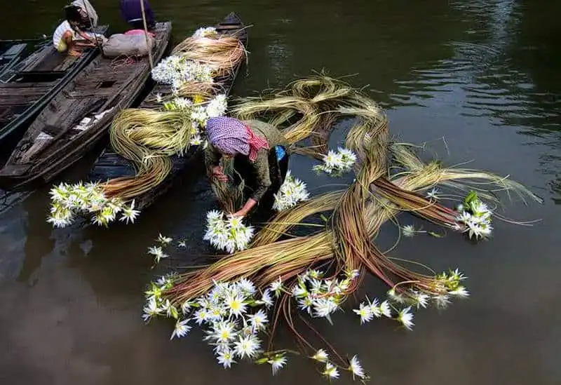 Rực rỡ miền Tây mùa hoa súng 9 Wanderlust_tips_ruc-ro-mien-tay-mua-hoa-sung-13