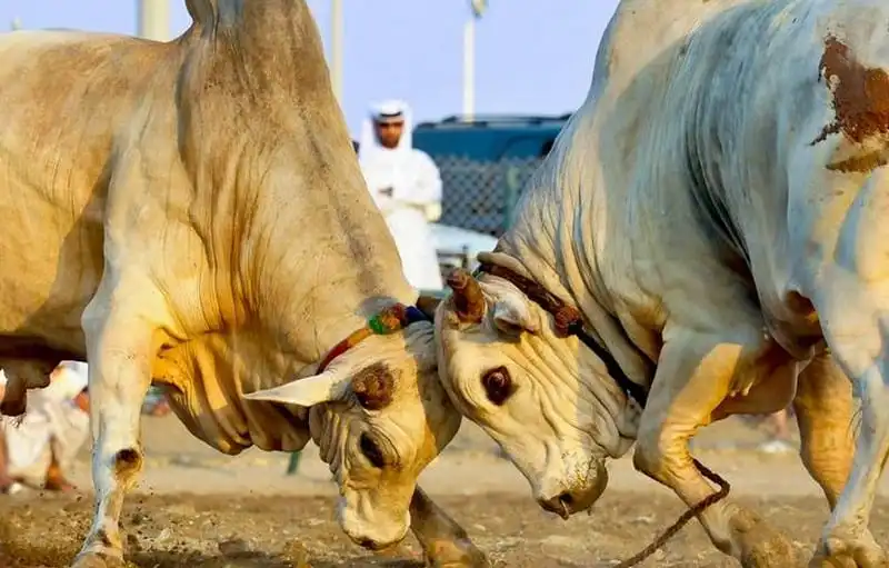 8 trải nghiệm thú vị nhất ở Các Tiểu vương quốc Ả rập thống nhất 9 wanderlust-tips-8-trai-nghiem-thu-vi-nhat-o-cac-tieu-vuong-quoc-a-rap-thong-nhat-5