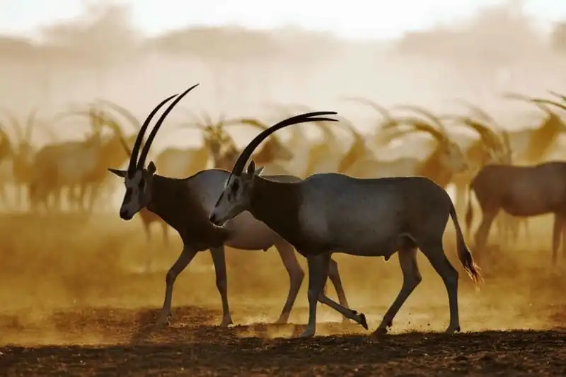 wanderlust-tips-abu-dhabi-con-nhieu-dieu-tuyet-hon-ca-dubai-2